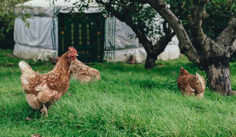 Woodbury Considers Clucking Change, City Weighs Allowing Backyard Chickens in Urban Zones