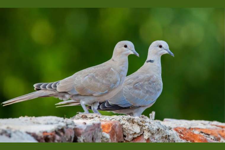 Wylie Police Remind Residents of Hunting Regulations as Dove Season Begins