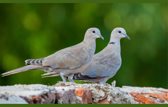 Wylie Police Remind Residents of Hunting Regulations as Dove Season Begins