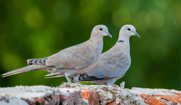 Wylie Police Remind Residents of Hunting Regulations as Dove Season Begins