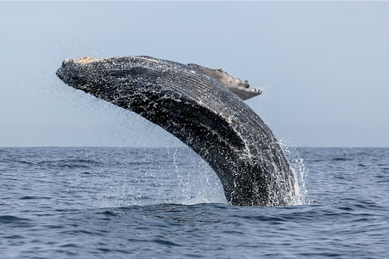 Young Humpback Whale Makes Unexpected Appearance in Half Moon Bay Harbor