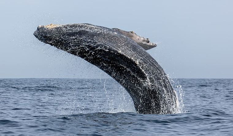 Young Humpback Whale Makes Unexpected Appearance in Half Moon Bay Harbor