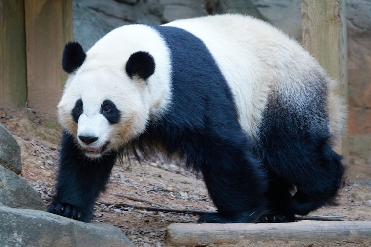 Zoo Atlanta Announces Final Farewell to Giant Pandas Scheduled for China Departure in October 2024