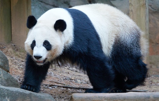 Zoo Atlanta Announces Final Farewell to Giant Pandas Scheduled for China Departure in October 2024