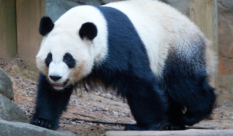 Zoo Atlanta Announces Final Farewell to Giant Pandas Scheduled for China Departure in October 2024