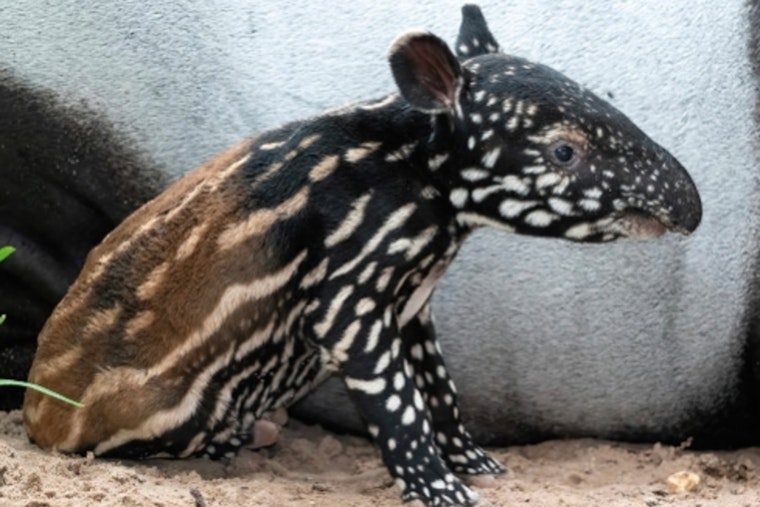 Zoo Miami Welcomes First Malayan Tapir Calf in 18 Years, Boosting Conservation Efforts