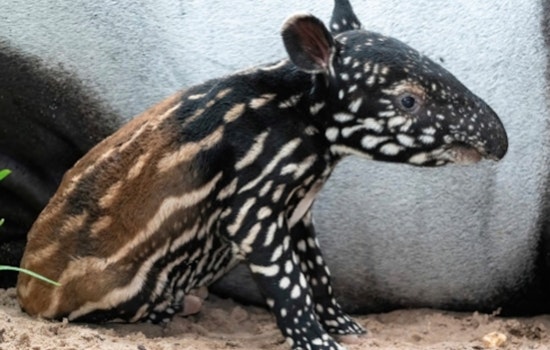 Zoo Miami Welcomes First Malayan Tapir Calf in 18 Years, Boosting Conservation Efforts