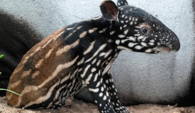 Zoo Miami Welcomes First Malayan Tapir Calf in 18 Years, Boosting Conservation Efforts