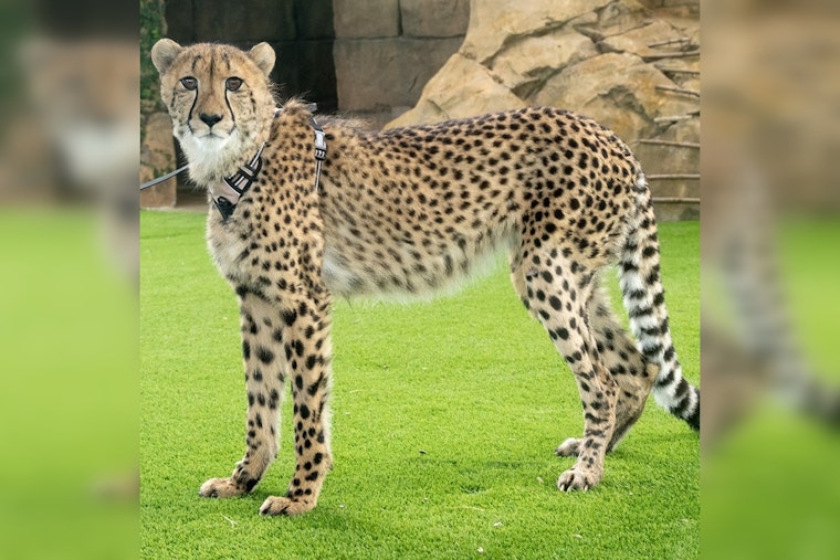 Zoo Miami's Beloved Cheetah Ambassador Winston on the Mend After Leg Cast Removal