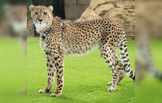 Zoo Miami's Beloved Cheetah Ambassador Winston on the Mend After Leg Cast Removal