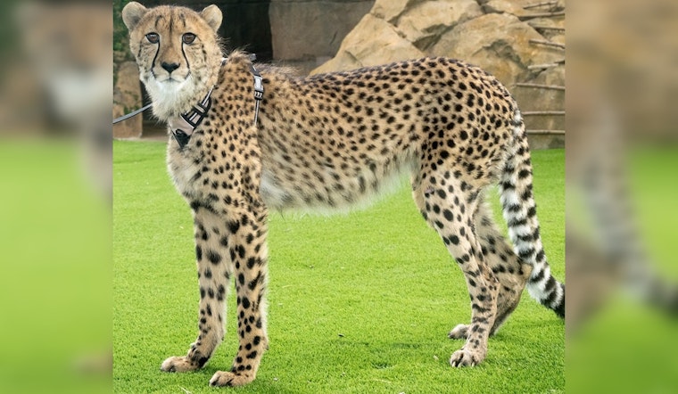 Zoo Miami's Beloved Cheetah Ambassador Winston on the Mend After Leg Cast Removal