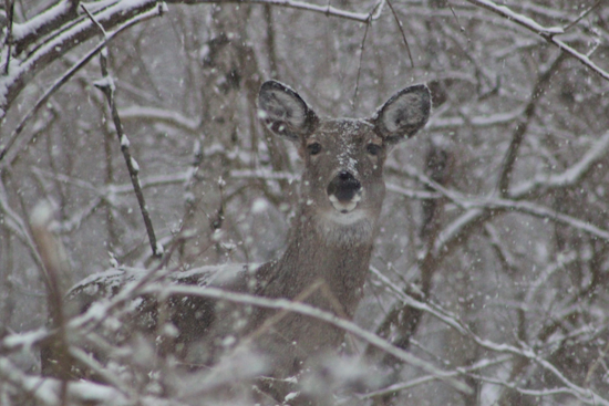 Ohio Muzzleloader Hunters Surpass Last Year's Deer Harvest With Over 13,000 White-tailed Deer Taken
