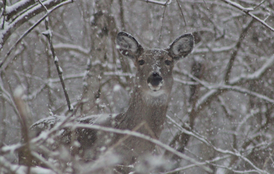 Ohio Muzzleloader Hunters Surpass Last Year's Deer Harvest With Over 13,000 White-tailed Deer Taken