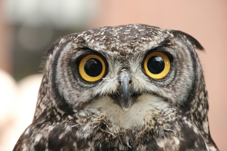 Alert in Everett: Protective Owl Wings Warning with Surprise Dives at McCollum Park Visitors