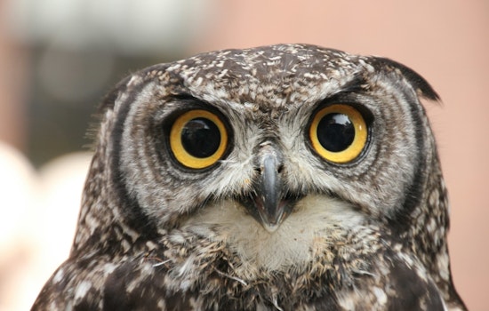 Alert in Everett: Protective Owl Wings Warning with Surprise Dives at McCollum Park Visitors