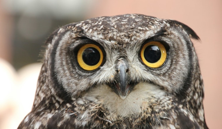 Alert in Everett: Protective Owl Wings Warning with Surprise Dives at McCollum Park Visitors