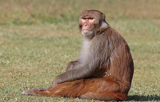 All 43 Escaped Monkeys Recaptured Following Unconventional Breakout from Yemassee Research Facility