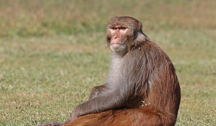 All 43 Escaped Monkeys Recaptured Following Unconventional Breakout from Yemassee Research Facility