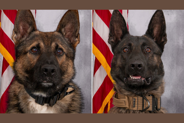 Allegan County K9 Officers Kyro and Zadok to Receive Protective Vests from Nonprofit