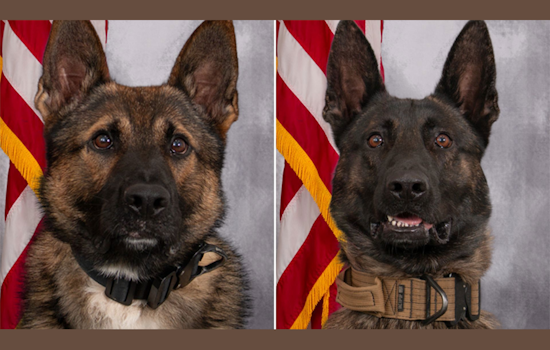 Allegan County K9 Officers Kyro and Zadok to Receive Protective Vests from Nonprofit