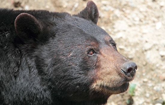 Altadena Resident Finds 525-Pound Bear Hiding Under Home Post-Eaton Fire Evacuation