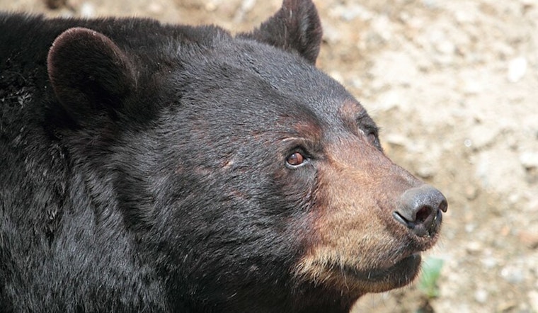 Altadena Resident Finds 525-Pound Bear Hiding Under Home Post-Eaton Fire Evacuation