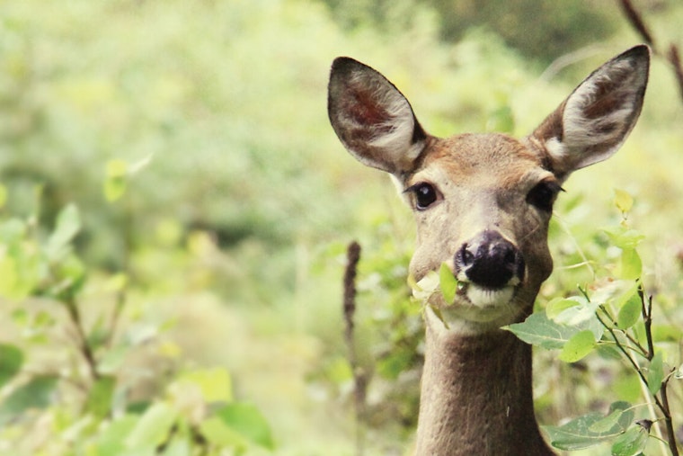 Anoka County Parks Hosts Wildlife Tracking Sessions at Wargo Nature Center