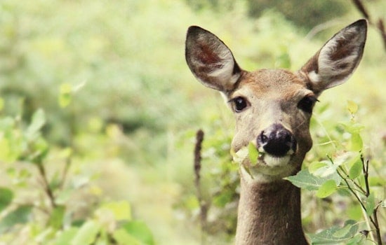 Anoka County Parks Hosts Wildlife Tracking Sessions at Wargo Nature Center