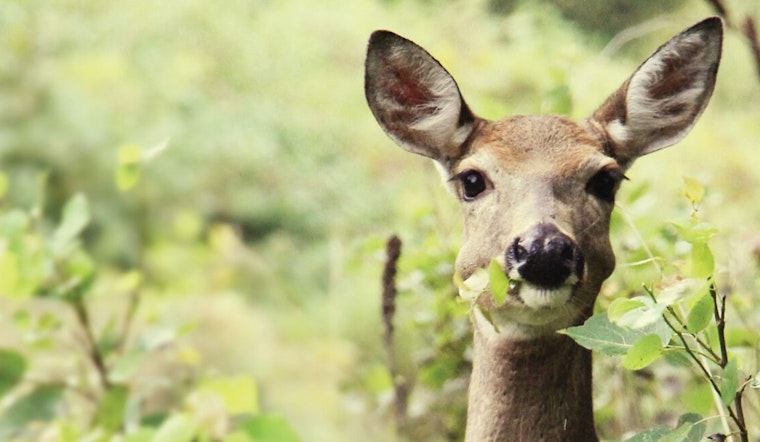 Anoka County Parks Hosts Wildlife Tracking Sessions at Wargo Nature Center