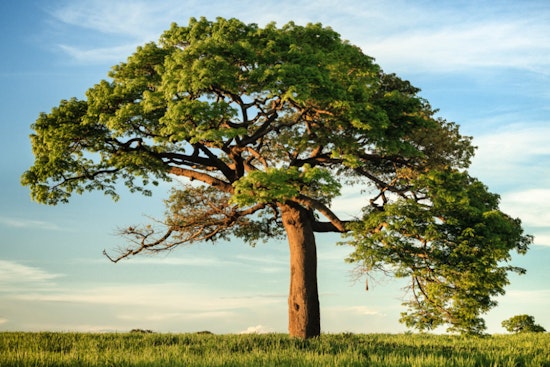 Apache Junction Partners with SRP to Replace Trees for Safer Power Lines, Pledges to Triple Urban Canopy