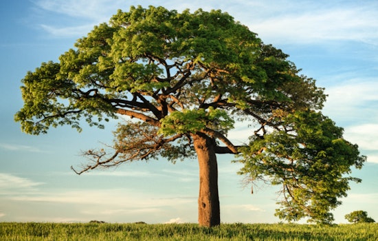 Apache Junction Partners with SRP to Replace Trees for Safer Power Lines, Pledges to Triple Urban Canopy