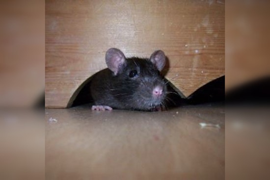 Apple Valley City Mandates Residents Maintain Pest-Free Properties, Offers Resources for Infestation Prevention
