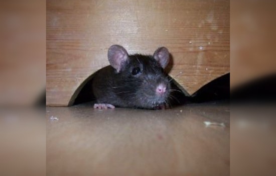 Apple Valley City Mandates Residents Maintain Pest-Free Properties, Offers Resources for Infestation Prevention
