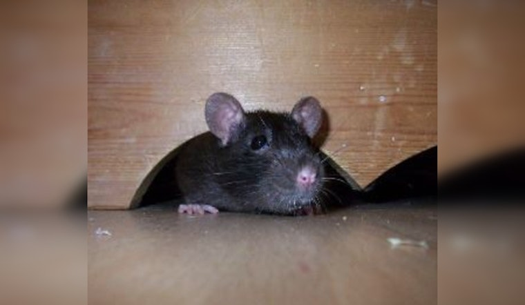 Apple Valley City Mandates Residents Maintain Pest-Free Properties, Offers Resources for Infestation Prevention