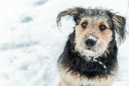 Arapahoe County Animal Services Advises Pet Owners to Protect Dogs from Winter Woes