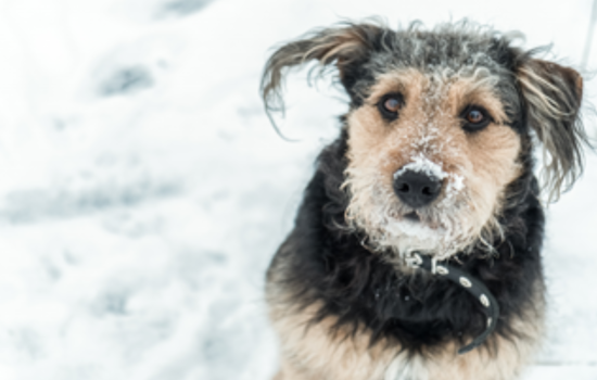 Arapahoe County Animal Services Advises Pet Owners to Protect Dogs from Winter Woes