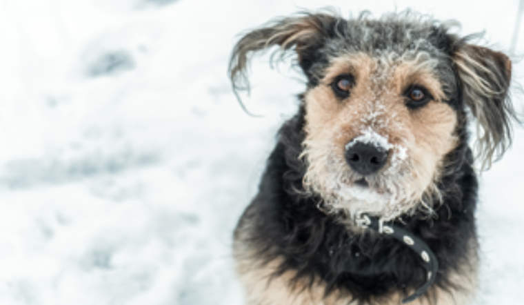 Arapahoe County Animal Services Advises Pet Owners to Protect Dogs from Winter Woes