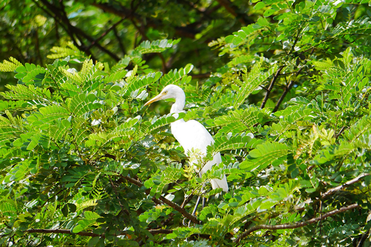 Arlington Offers Tips to Residents for Guiding Egrets to Parks During