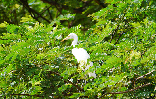Arlington Offers Tips to Residents for Guiding Egrets to Parks During Nesting Season