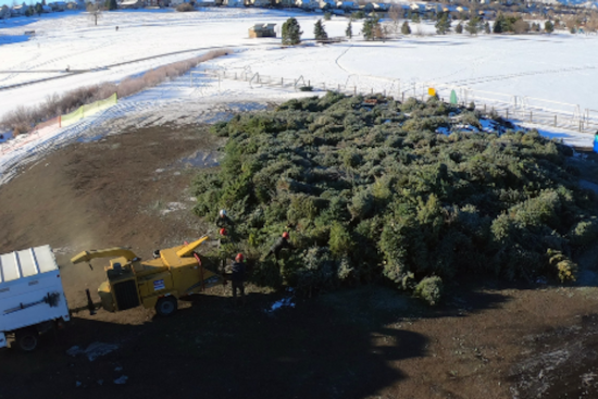 Arvada Offers Free Christmas Tree Recycling and Mulch at Stenger Sports Complex