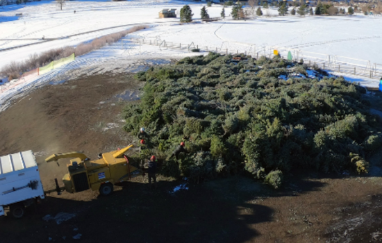 Arvada Offers Free Christmas Tree Recycling and Mulch at Stenger Sports Complex