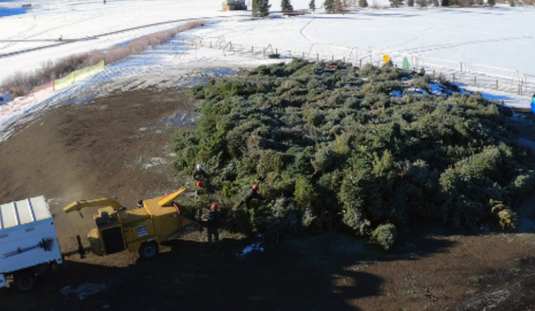 Arvada Offers Free Christmas Tree Recycling and Mulch at Stenger Sports Complex