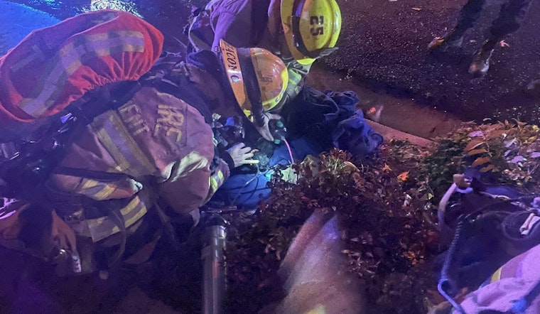 Austin Firefighters Heroically Rescue Litter of Puppies from Northwest Residence Blaze