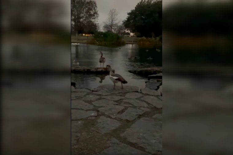 Austin's Beloved Goose 'Steven' Makes Full Recovery and Returns to Mueller Lake Park After Arrow Injury