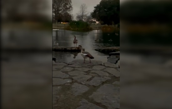 Austin's Beloved Goose 'Steven' Makes Full Recovery and Returns to Mueller Lake Park After Arrow Injury