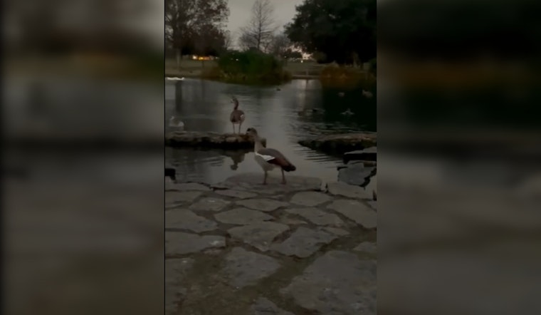 Austin's Beloved Goose 'Steven' Makes Full Recovery and Returns to Mueller Lake Park After Arrow Injury