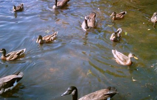 Avian Flu Outbreak Claims Duck Lives in Austin's Arboretum Pond Amid Human Transmission Concerns