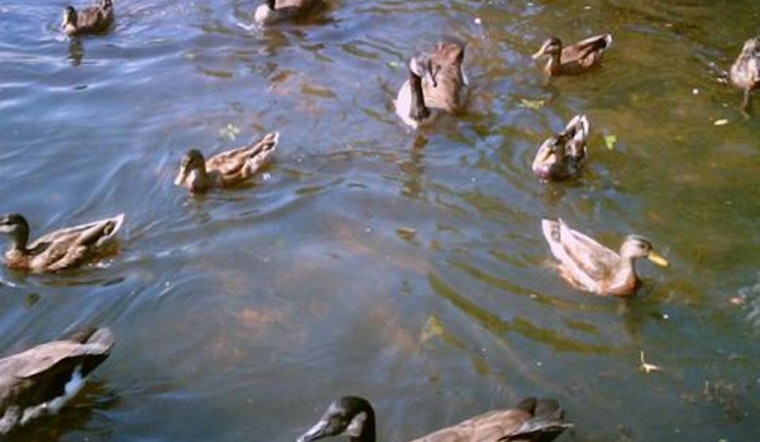 Avian Flu Outbreak Claims Duck Lives in Austin's Arboretum Pond Amid Human Transmission Concerns