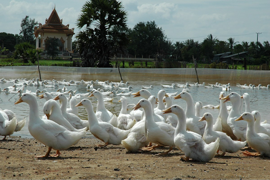 Avian Flu Strikes Wayne County, Michigan: Prompt Response Contains Virus in Backyard Flock