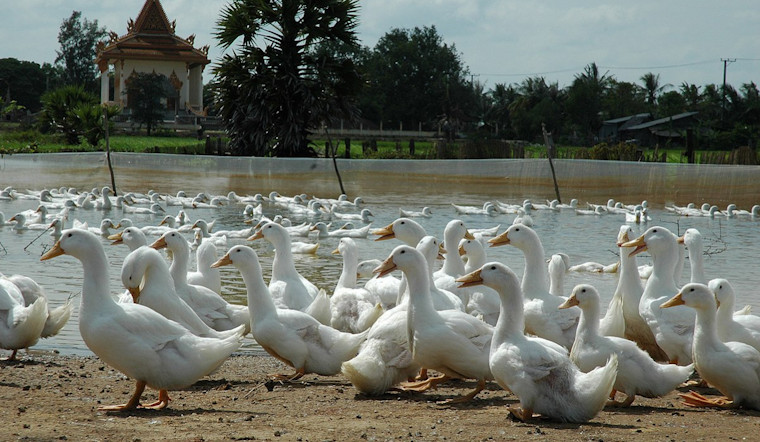 Avian Flu Strikes Wayne County, Michigan: Prompt Response Contains Virus in Backyard Flock